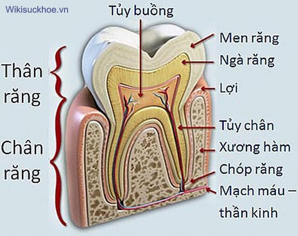 Thông tin cần biết về bệnh viêm tủy răng